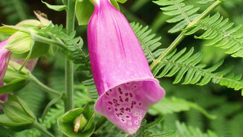 Foxglove (digitalis purpurea)