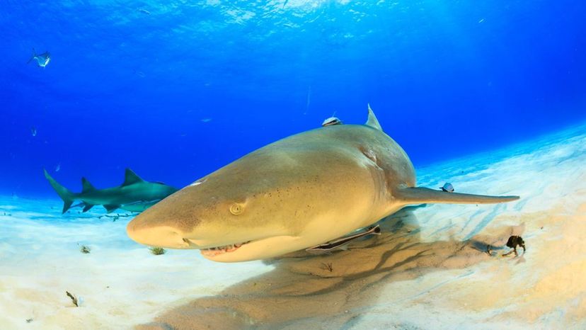 Lemon Shark