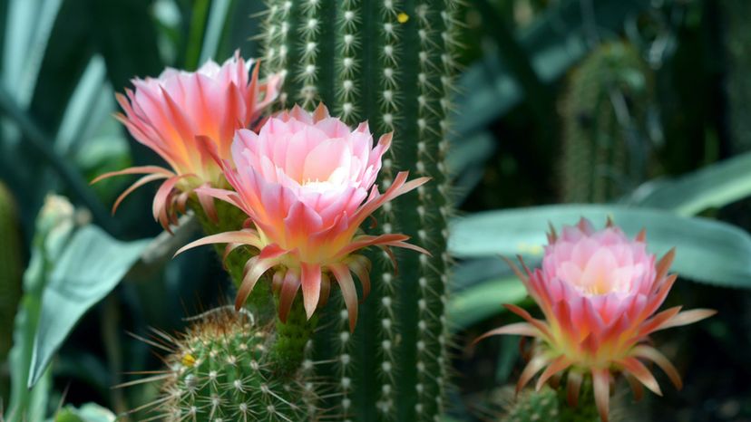 Can You Identify These Cacti from an Image?
