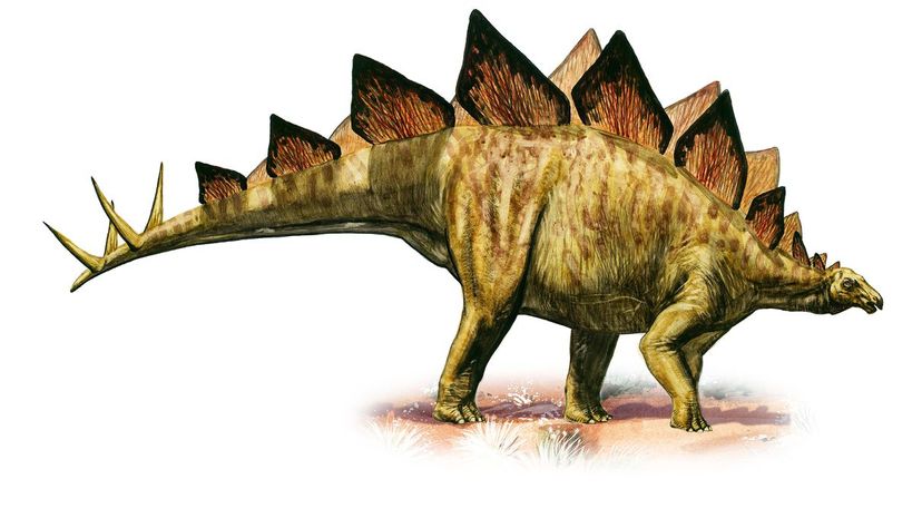 Stegosaurus