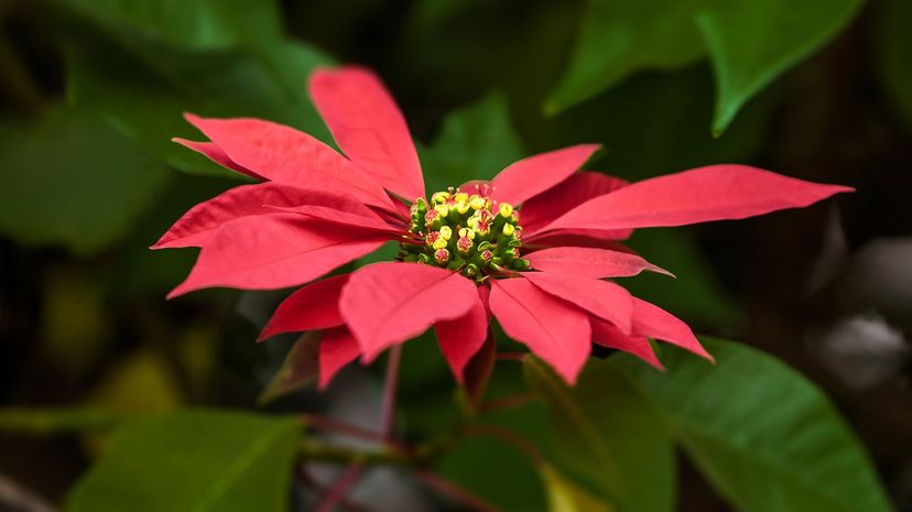 Poinsettia