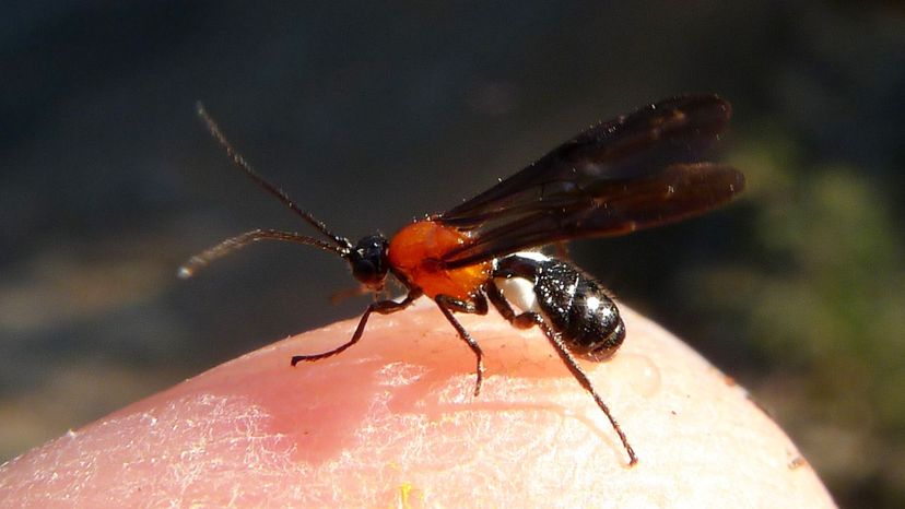 Braconid Wasp