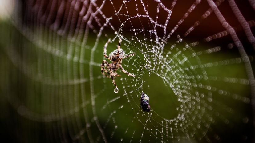 Spider and prey