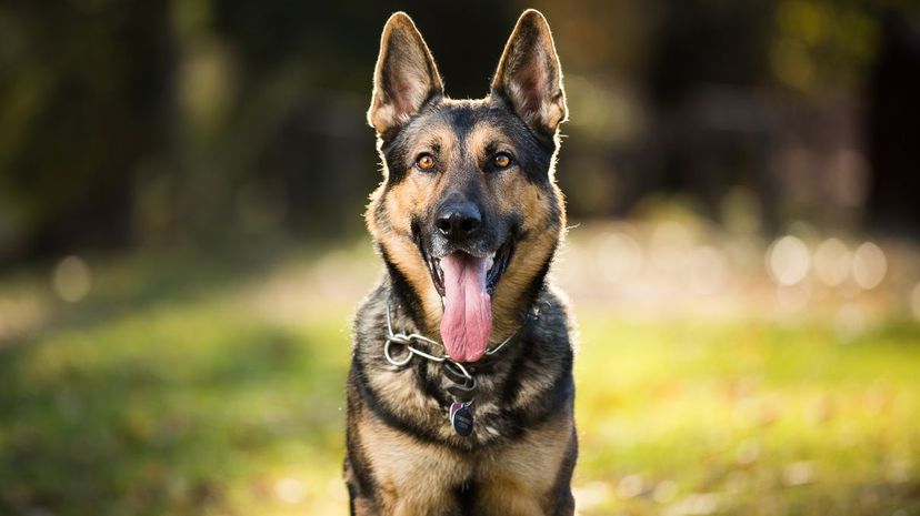 German Shepherd