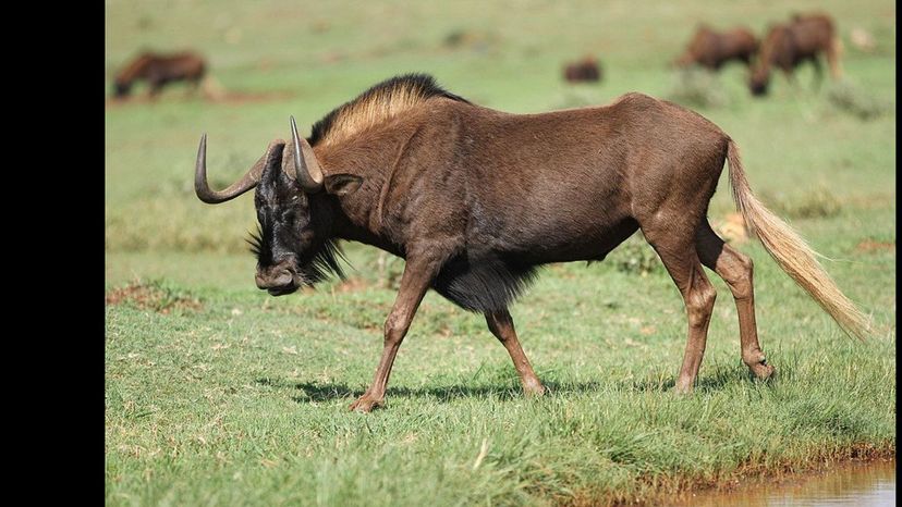 Black wildebeest