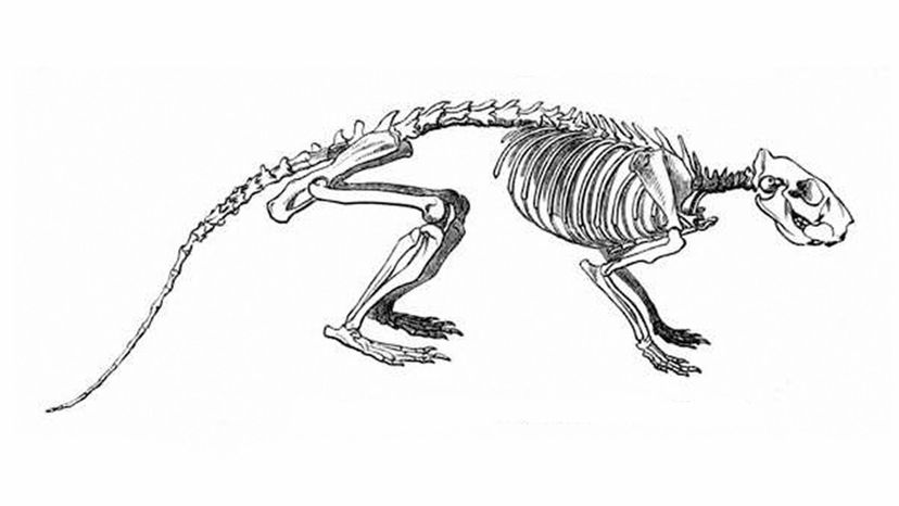 Rat Skeleton