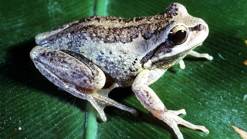 Whistling tree frog