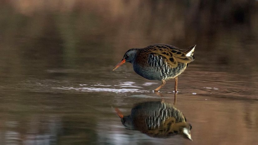 Water Rail