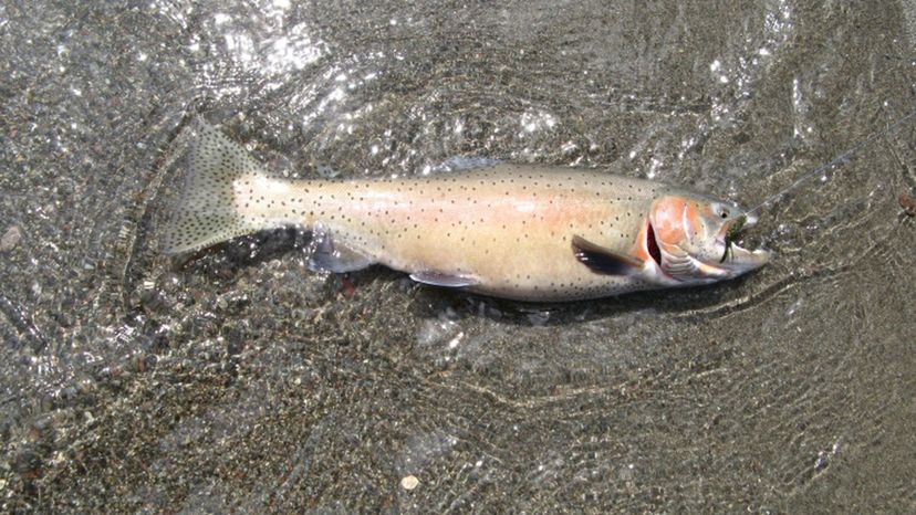 Lahontan cutthroat trout