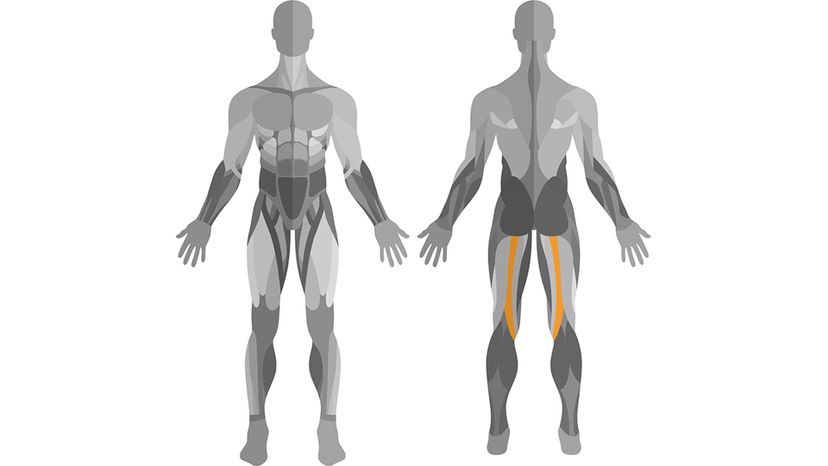 Semitendinosus