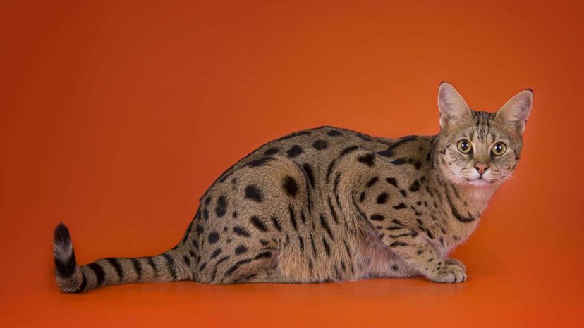 Savannah cat