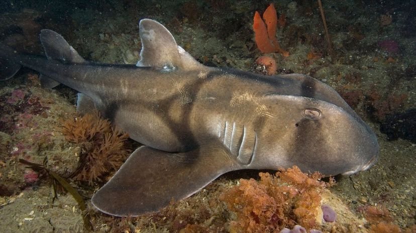 Port Jackson shark