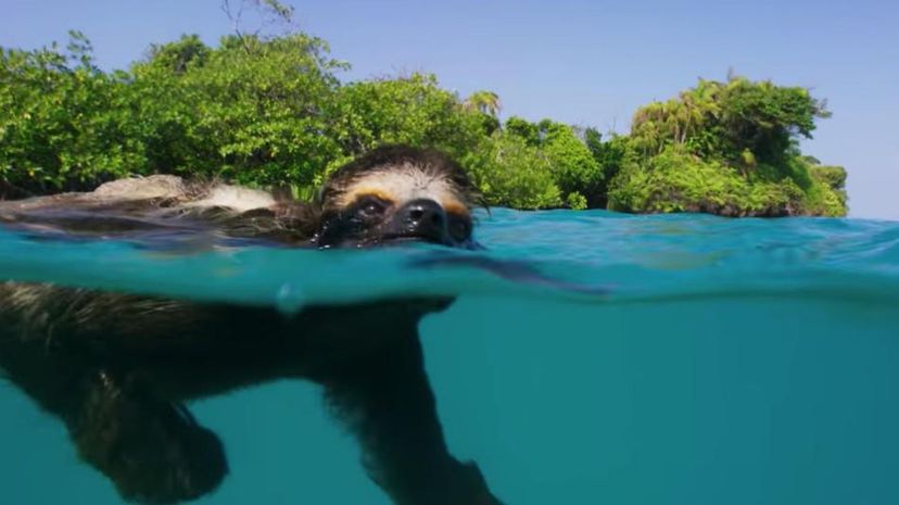 Sloth swimming