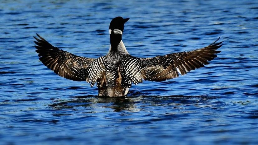 Loon- Minnesota