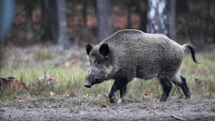 Wild Boar