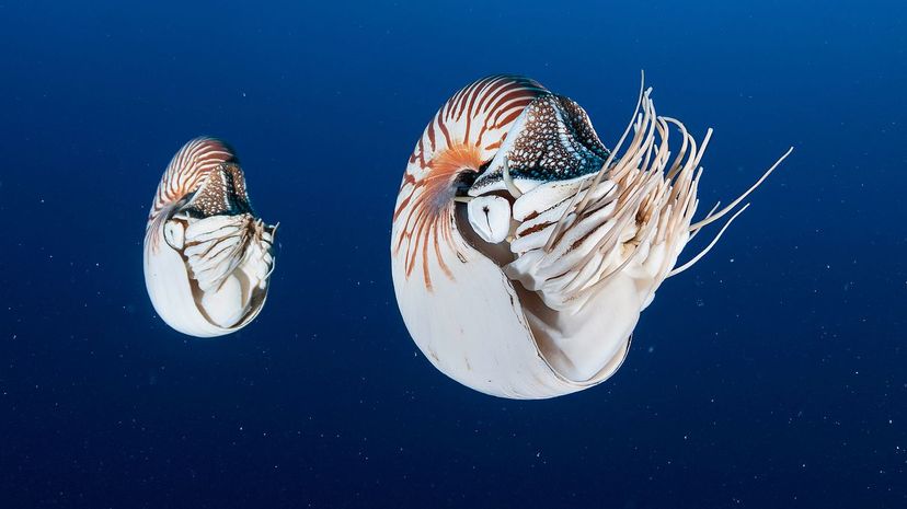 Nautilus