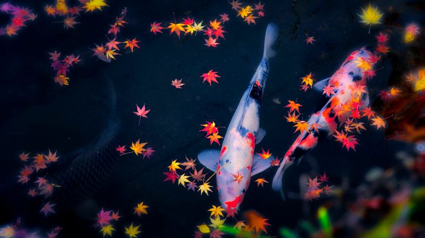 What's Your Japanese Spirit Animal?