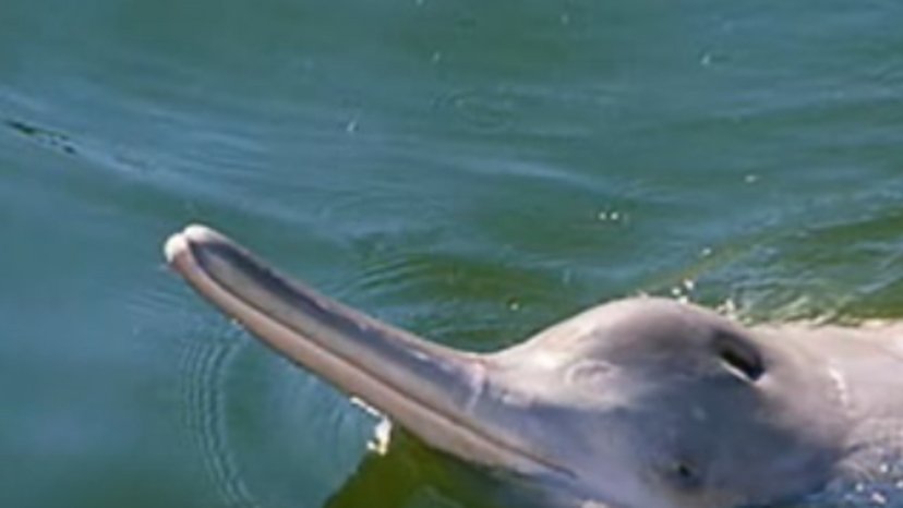 Indus River Dolphin