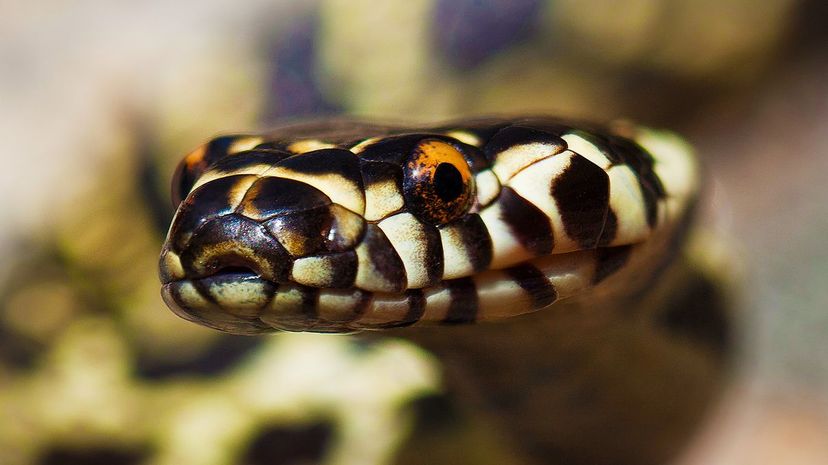 Can You Identify These Australian Snakes?