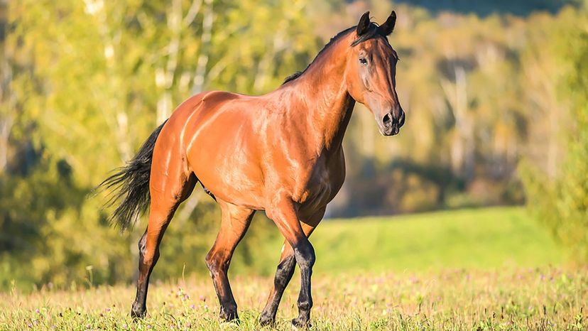 horse