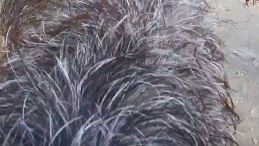 Otterhound fur