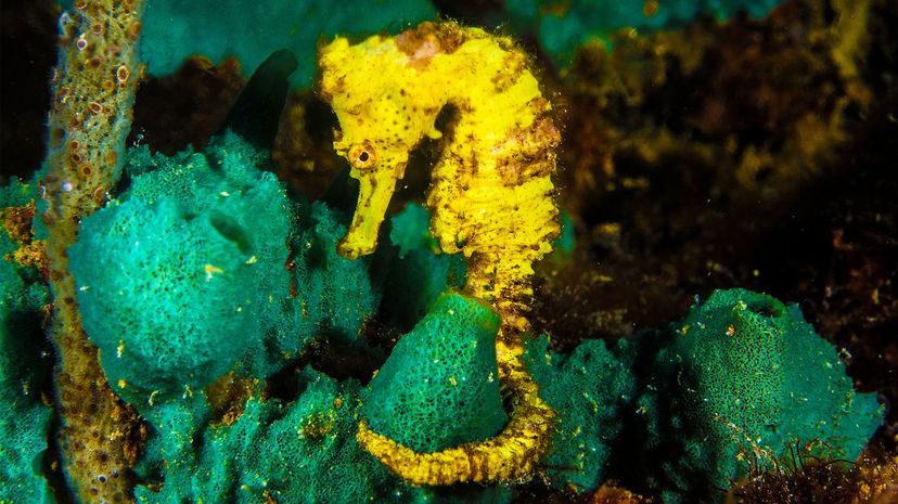 Seahorse
