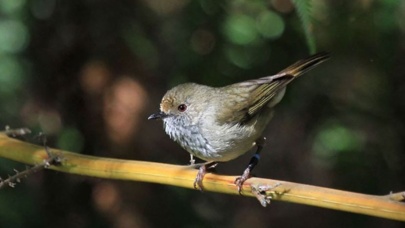 Brown Gerygone