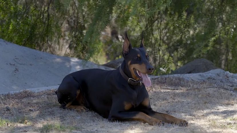 16 Doberman Pinscher