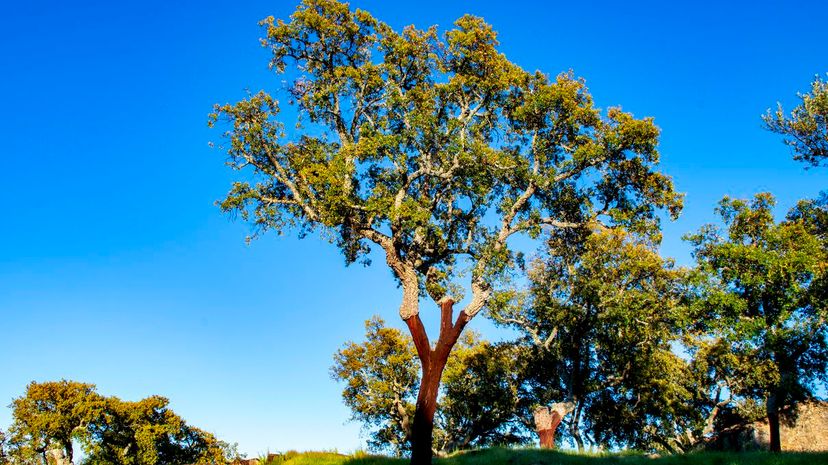 Cork Oak Tree