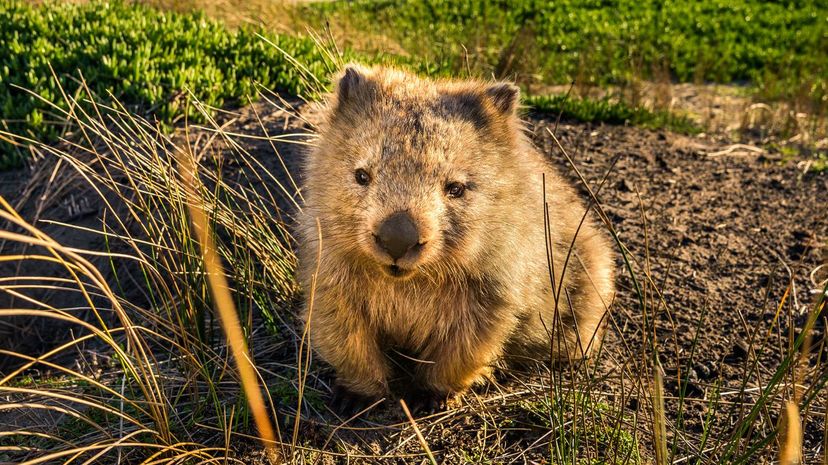 Wombat