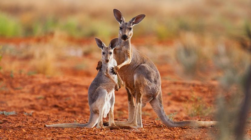 Red kangaroo