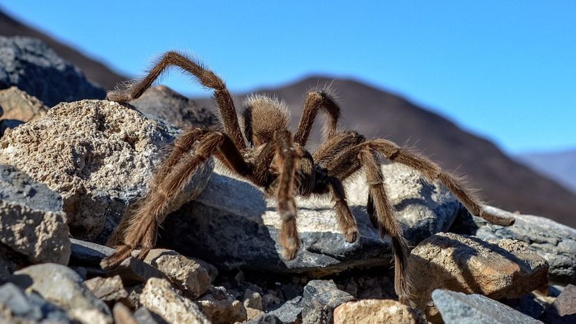 Desert Tarantula