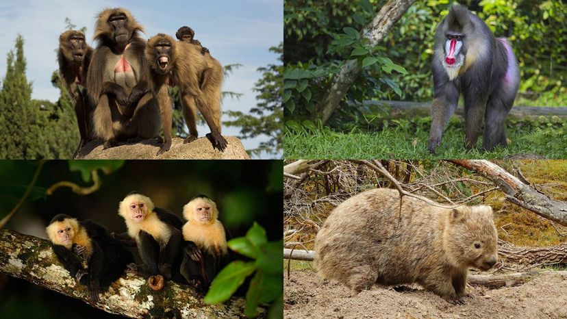 mandrill, gelada, white-headed capuchin, wombat