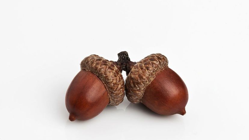 Acorn