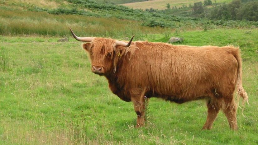 How Many Cattle Breeds Can You Identify? | HowStuffWorks