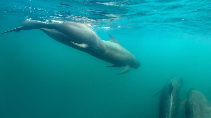 Long-Finned Pilot Whale