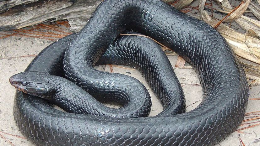 Eastern indigo snake