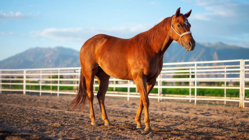 American Quarter Horse