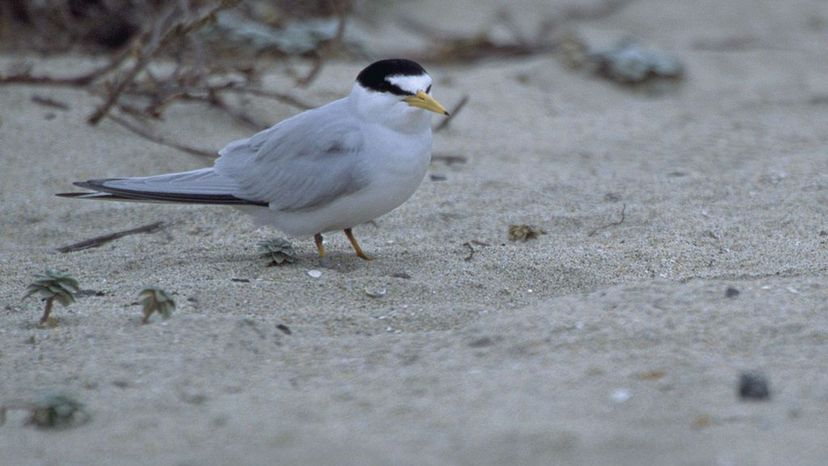 Least_Tern