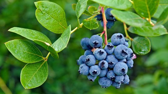 The Fruit Identification Quiz