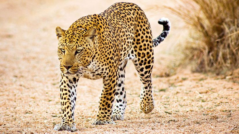 African leopard