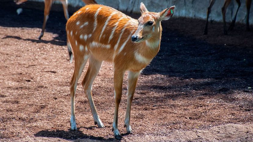 Sitatunga＂border=