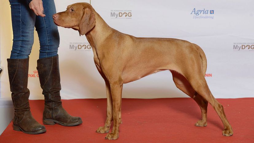 Vizsla