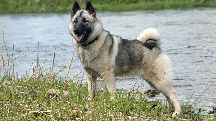 Norwegian elkhound