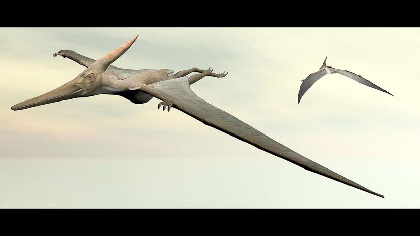 Pteranodon