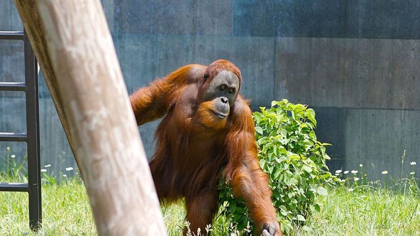 Sumatran_Orangutan_3