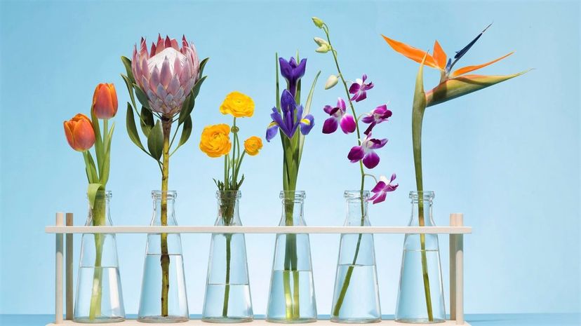 Can You Identify These 40 Flowers in Five Minutes?