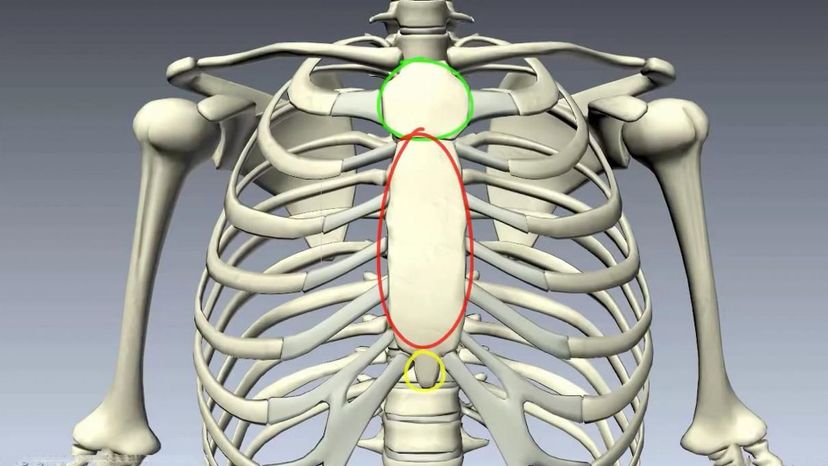 sternum