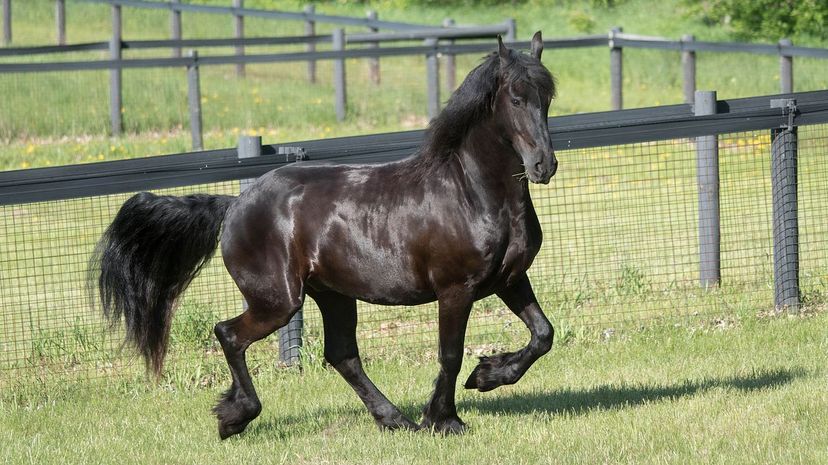 Friesian 1