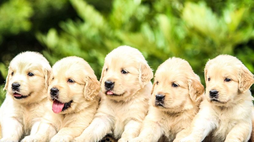 Can You Identify These 40 Dog Breeds in Less Than 7 Minutes?